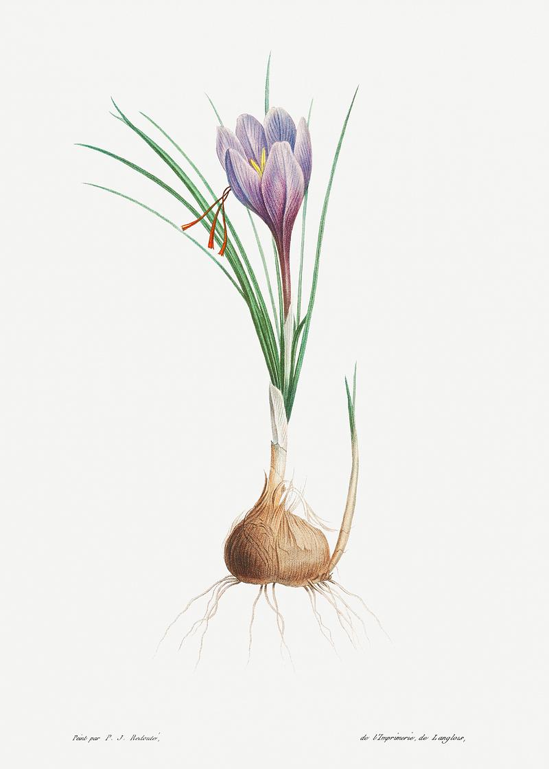 Blue Dutch iris flower Blue Dutch iris from La Botanique de J. J. Rousseau by Pierre-Joseph Redouté (1759–1840). Original from the…