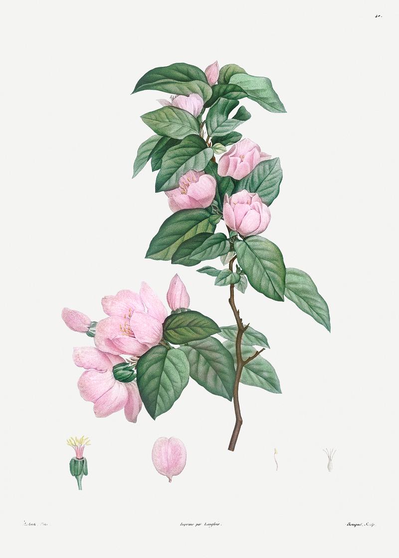 Blooming pink flowers Pale pink flower from La Botanique de J. J. Rousseau by Pierre-Joseph Redouté (1759–1840). Original from the…