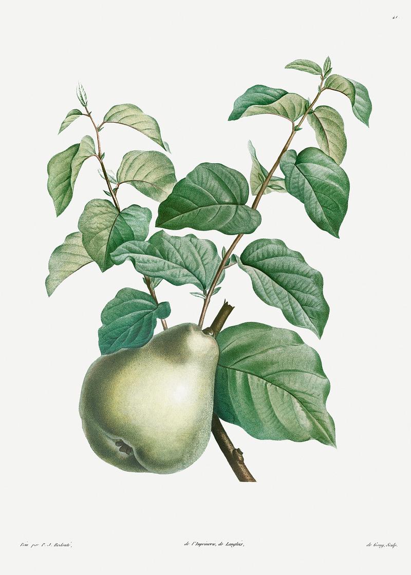 Pear on a branch Pear fruit from La Botanique de J. J. Rousseau by Pierre-Joseph Redouté (1759–1840). Original from the Library…