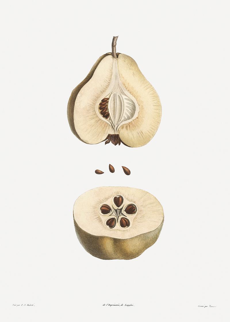Dissected pear fruit Pear fruit from La Botanique de J. J. Rousseau by Pierre-Joseph Redouté (1759–1840). Original from the Library…