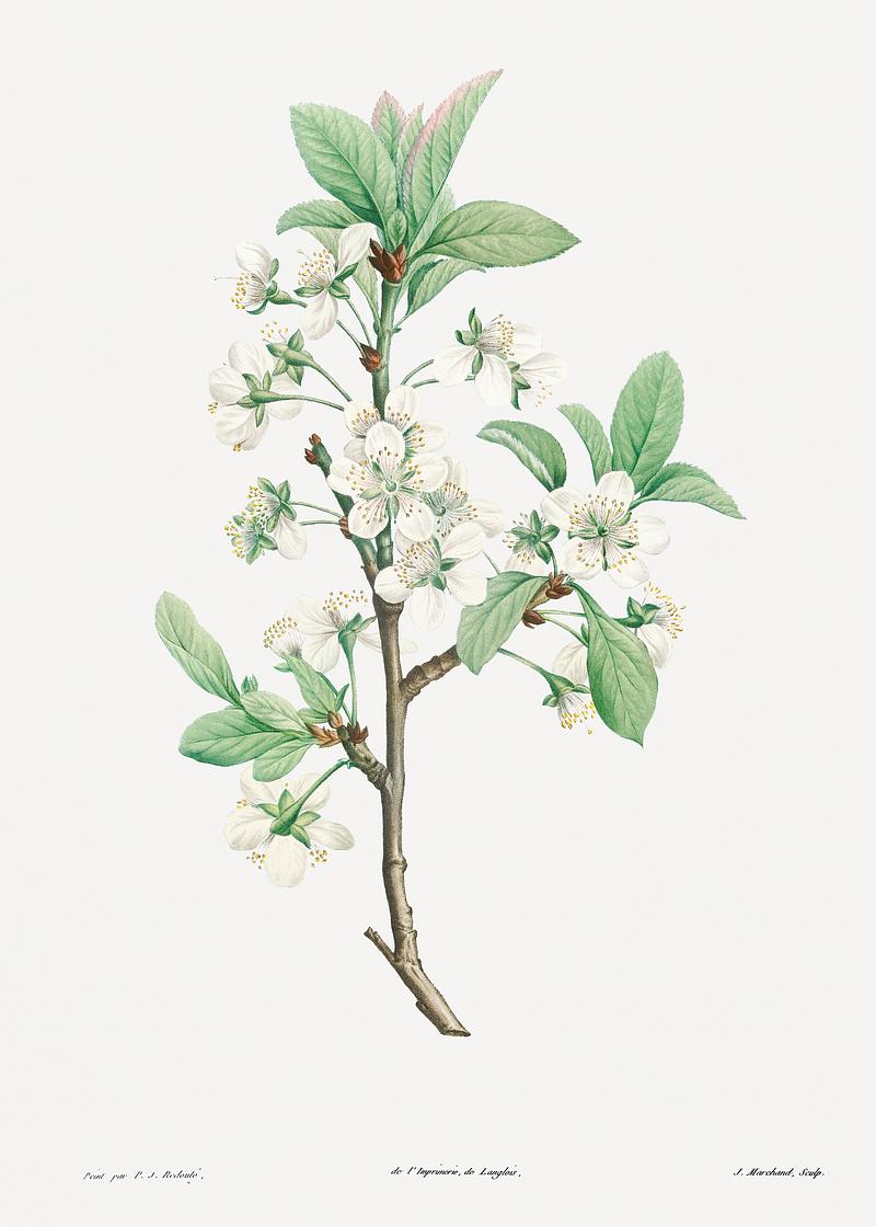 Plum tree in bloom Plum Flower from La Botanique de J. J. Rousseau by Pierre-Joseph Redouté (1759–1840). Original from the Library…