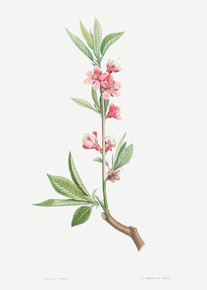 Tree with blooming pink flowers Pink flowers from La Botanique de J. J. Rousseau by Pierre-Joseph Redouté (1759–1840). Original from the Library…