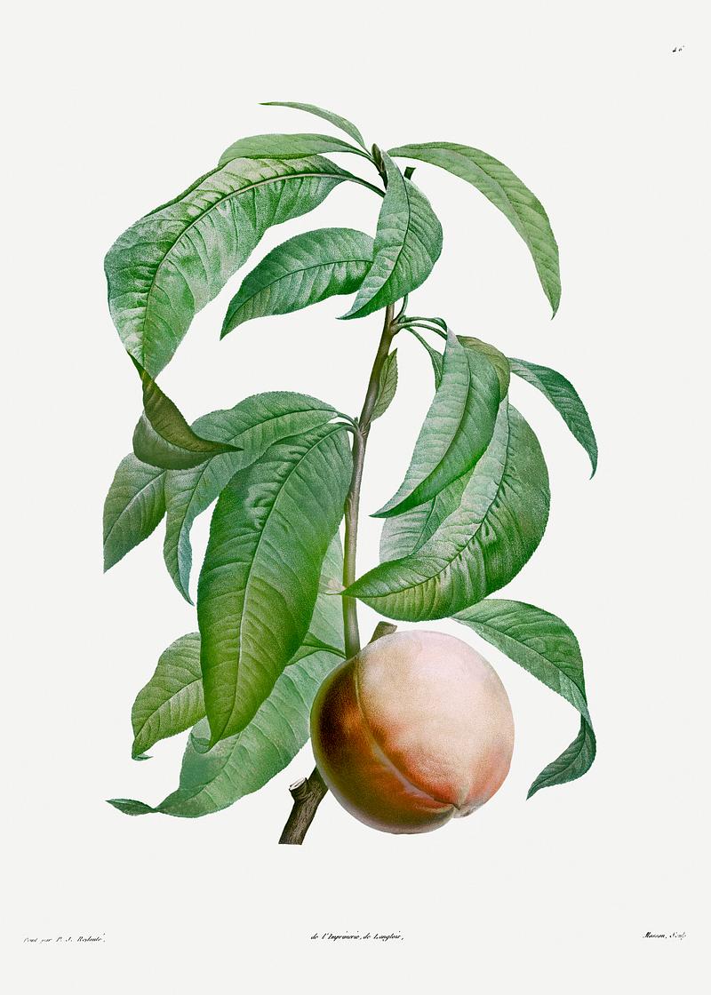 Peach on a branch Peach from La Botanique de J. J. Rousseau by Pierre-Joseph Redouté (1759–1840). Original from the Library of…