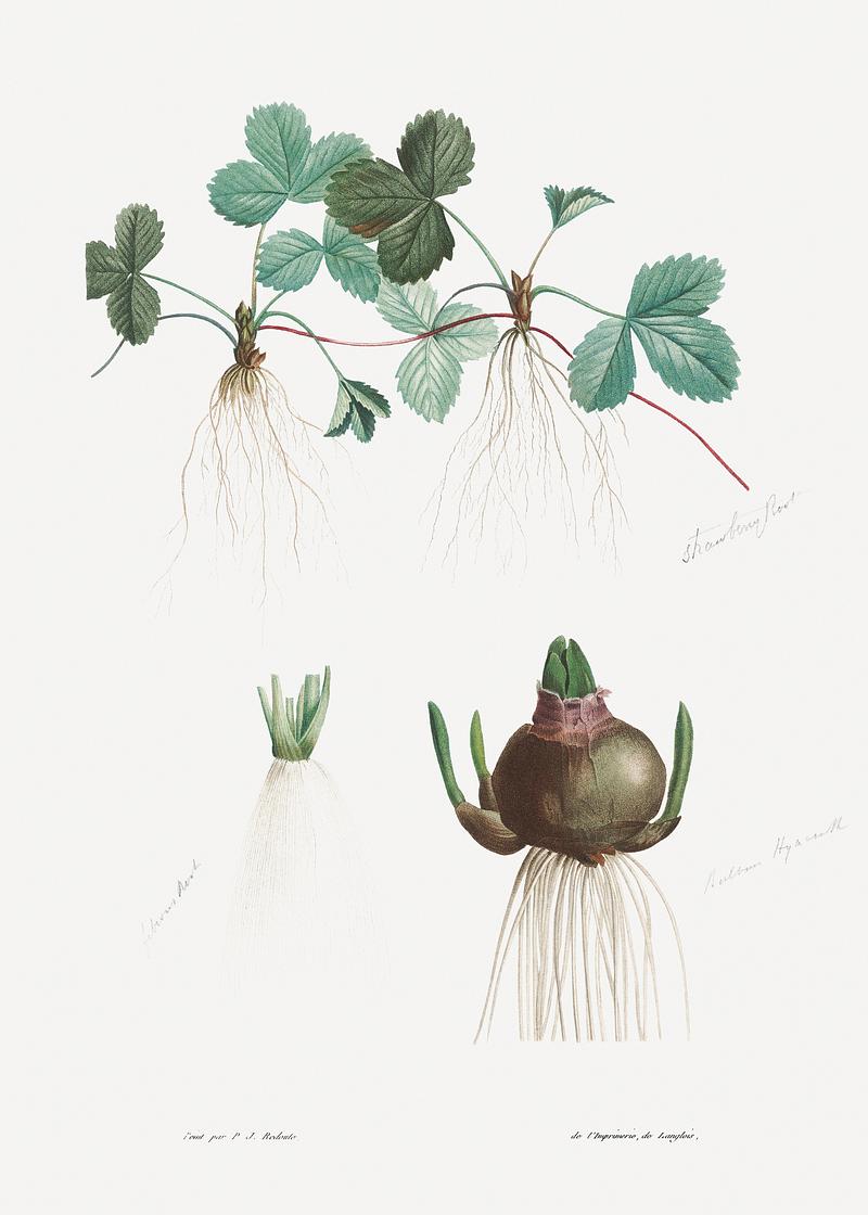 Strawberry plant Botanical roots from La Botanique de J. J. Rousseau by Pierre-Joseph Redouté (1759–1840). Original from the…