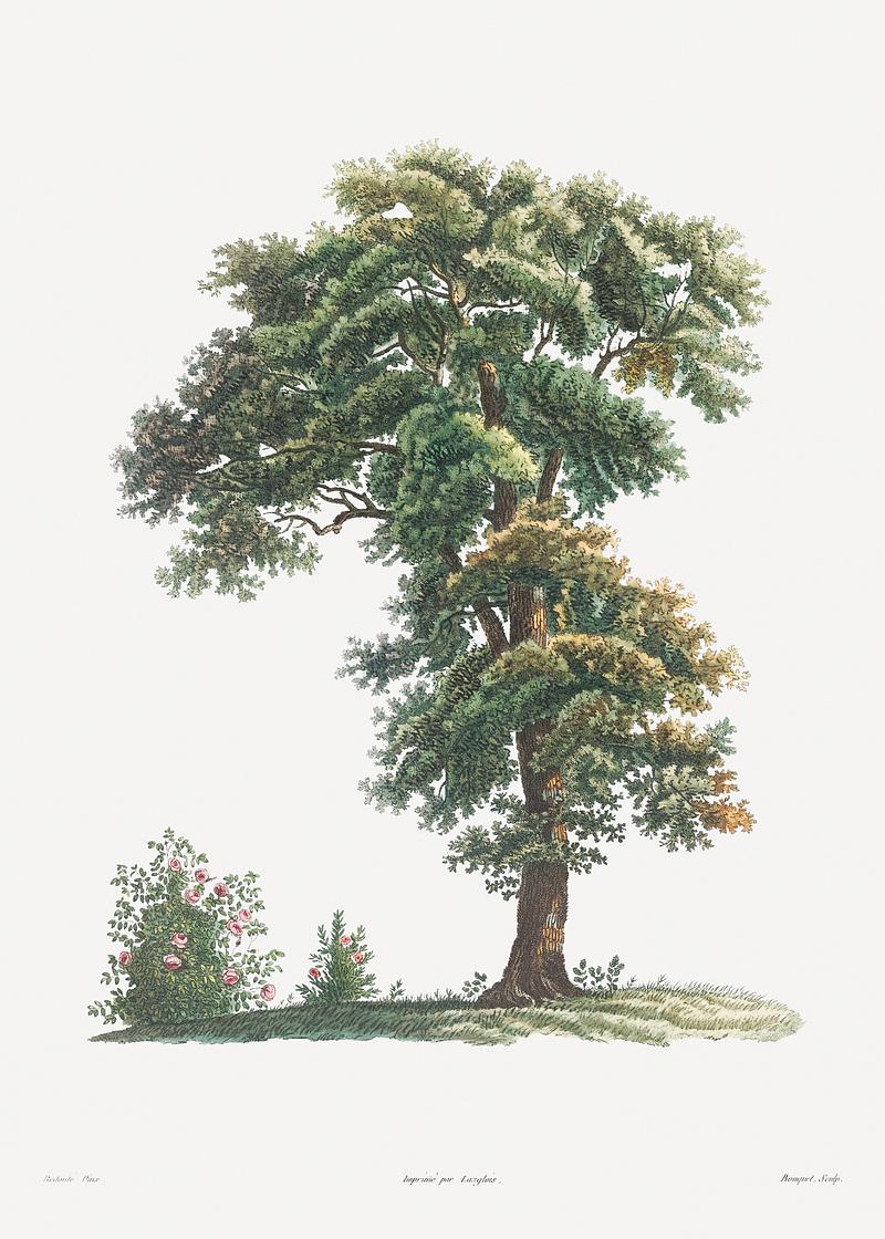 Vintage tree drawing Tree from La Botanique de J. J. Rousseau by Pierre-Joseph Redouté (1759–1840). Original from the Library of…