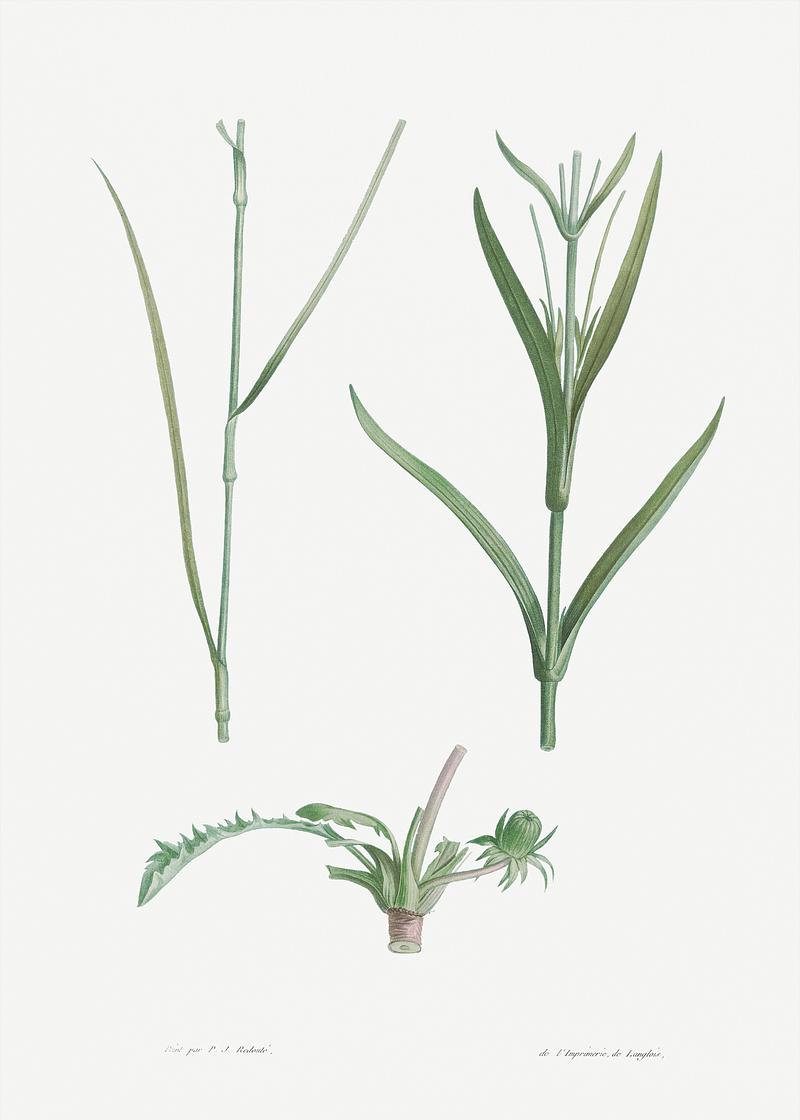 Green plant and flower stems Plant stem from La Botanique de J. J. Rousseau by Pierre-Joseph Redouté (1759–1840). Original from the Library…