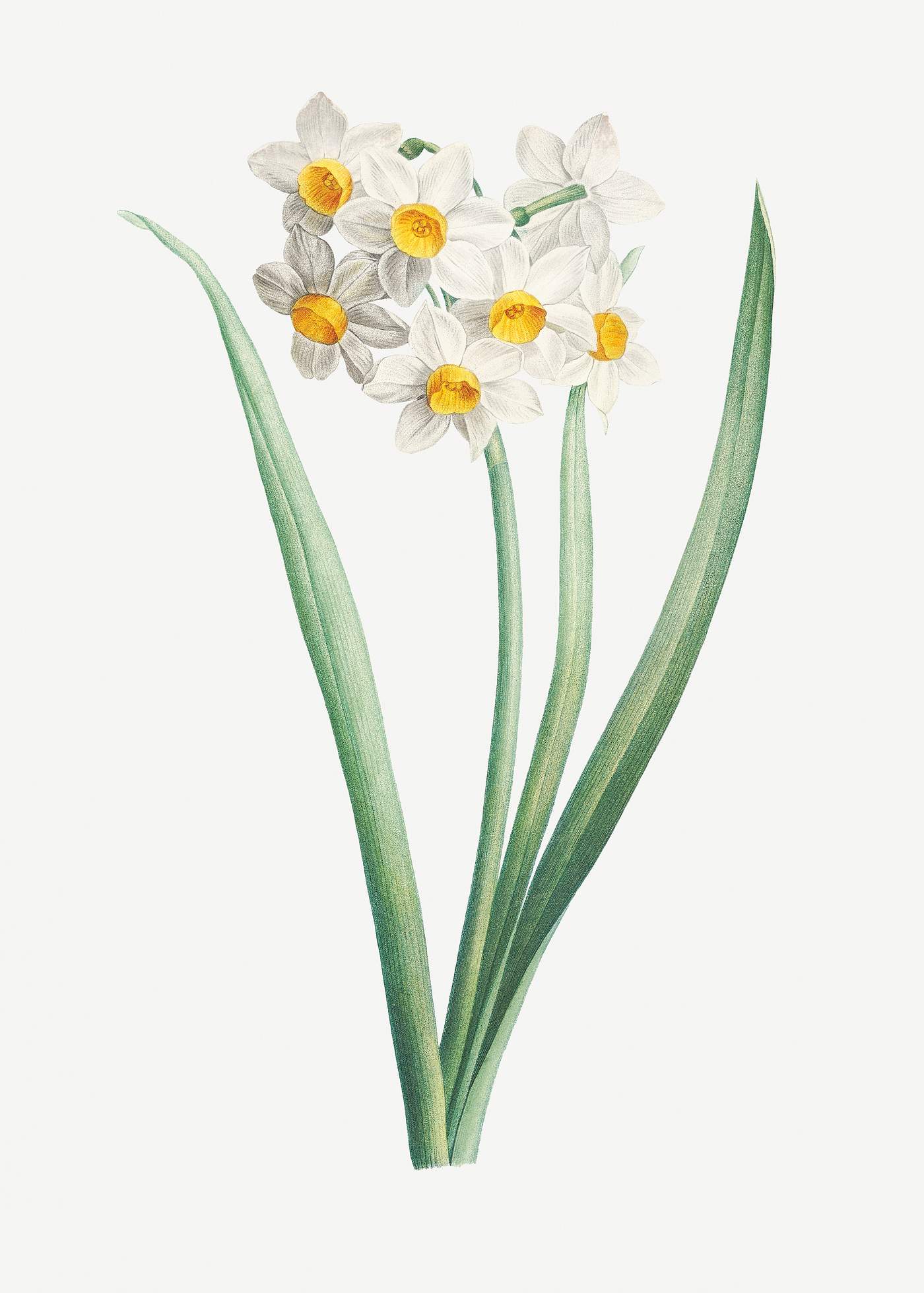 Narcissus easter flower | Royalty free illustration - 574023