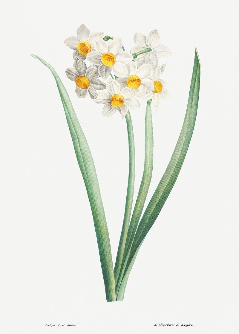 Narcissus easter flower Narcissus from La Botanique de J. J. Rousseau by Pierre-Joseph Redouté (1759–1840). Original from the Library of…