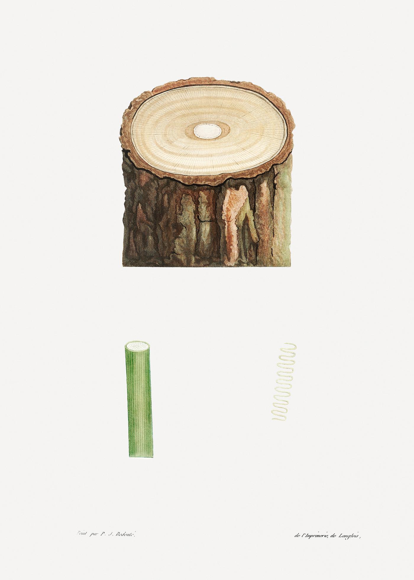 Tree stump and plant stem from La Botanique de J. J. Rousseau by Pierre-Joseph Redouté (1759–1840). Original... Tree stump and plant stem from La Botanique de J. J. Rousseau by Pierre-Joseph Redouté (1759–1840). Original...