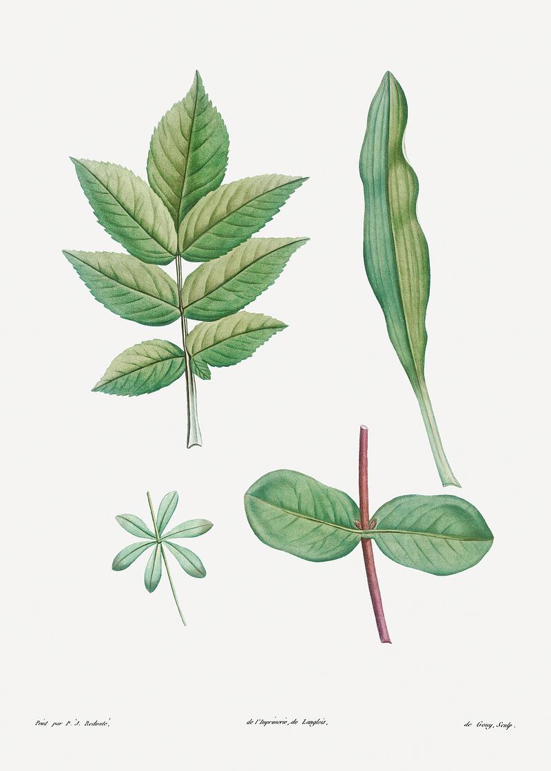 Leaves from trees Tree leaves set from La Botanique de J. J. Rousseau by Pierre-Joseph Redouté (1759–1840). Original from the…