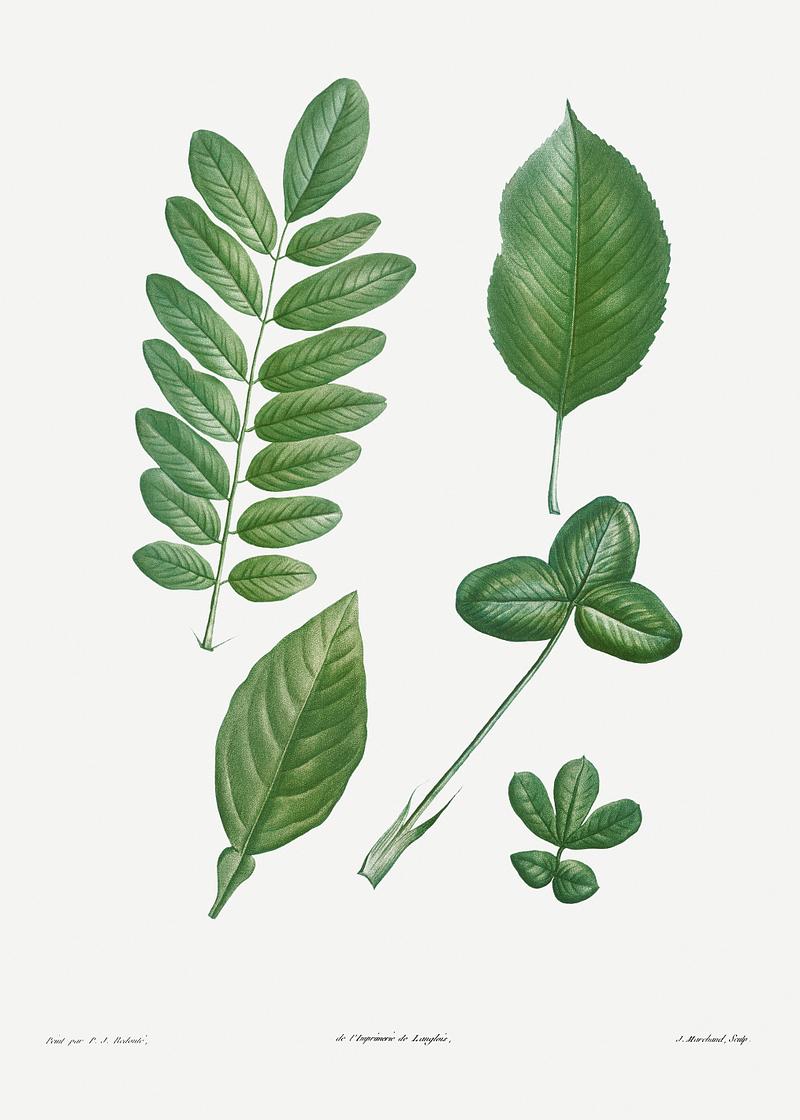 Green leaves Tree leaf set from La Botanique de J. J. Rousseau by Pierre-Joseph Redouté (1759–1840). Original from the…