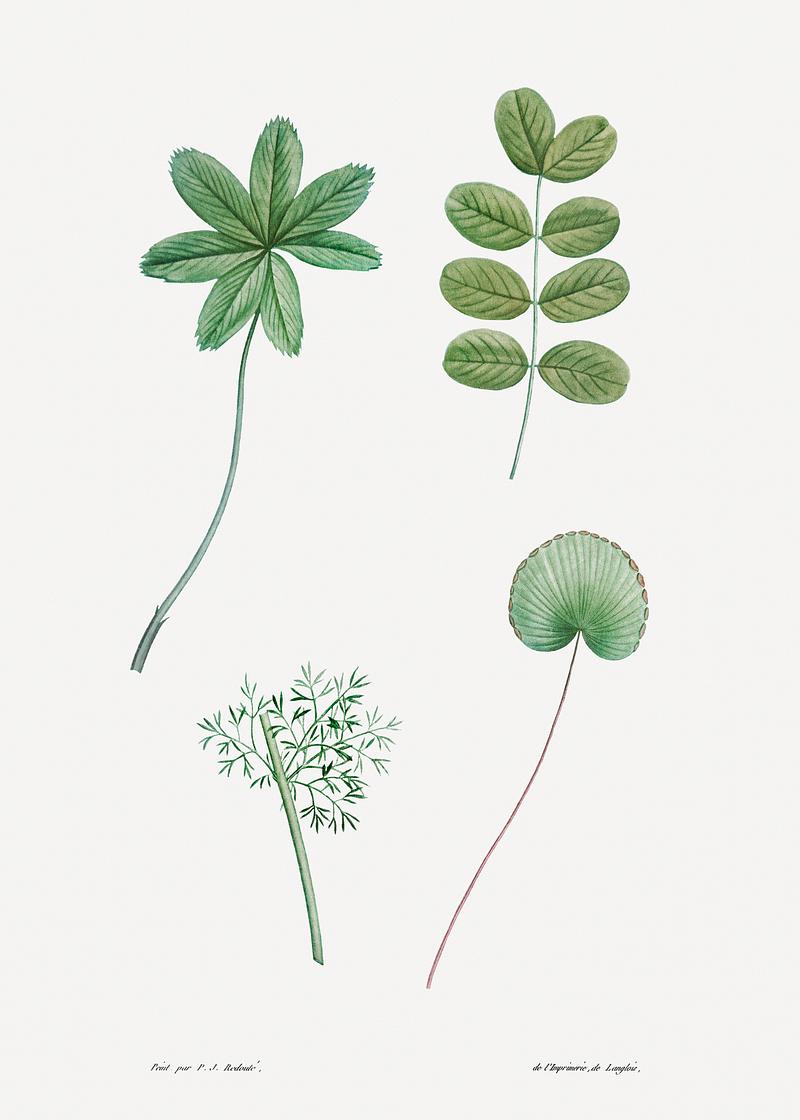 Various green leaves Tree leaf set from La Botanique de J. J. Rousseau by Pierre-Joseph Redouté (1759–1840). Original from the…
