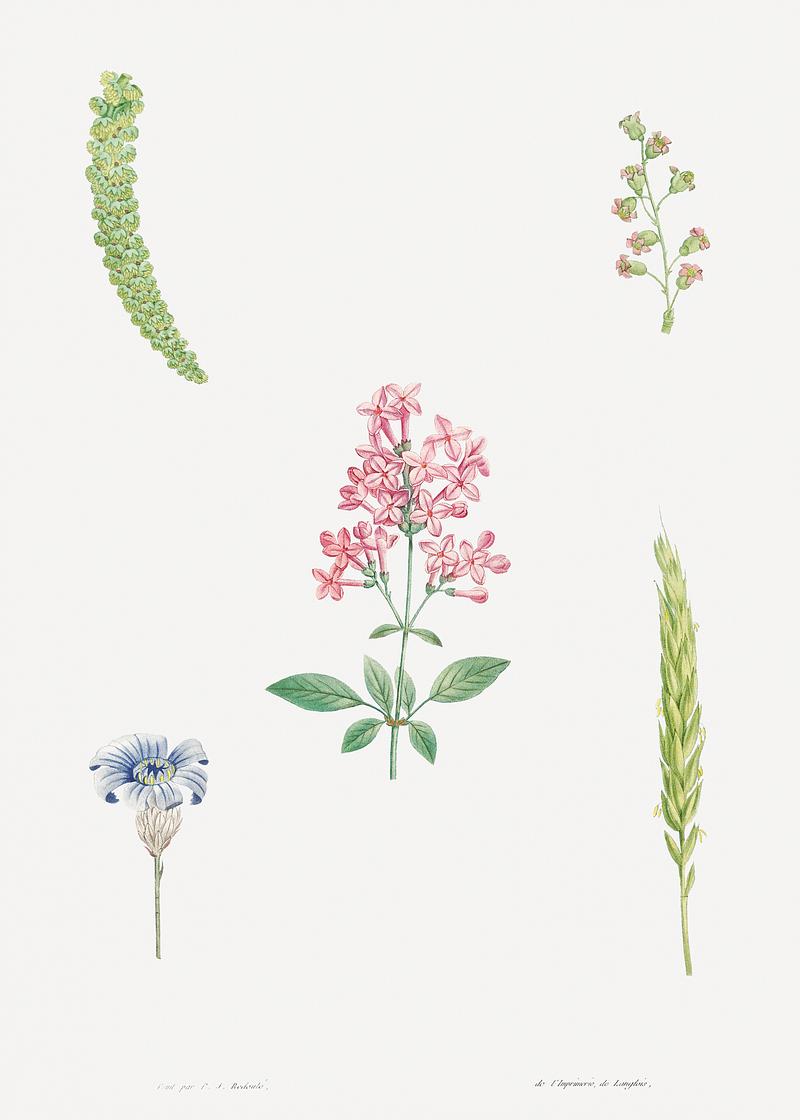 Various flowers in bloom Flower set from La Botanique de J. J. Rousseau by Pierre-Joseph Redouté (1759–1840). Original from the Library…