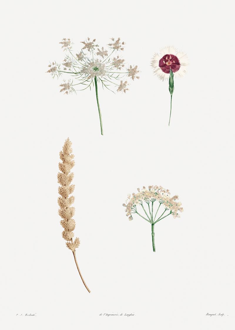 Vintage mixed flowers drawing White flower set from La Botanique de J. J. Rousseau by Pierre-Joseph Redouté (1759–1840). Original from the…