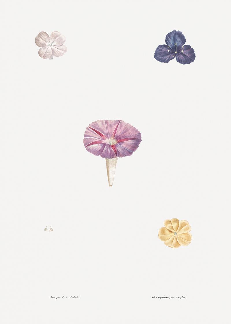 Blooming mixed flowers Morning glory set from La Botanique de J. J. Rousseau by Pierre-Joseph Redouté (1759–1840). Original from the…