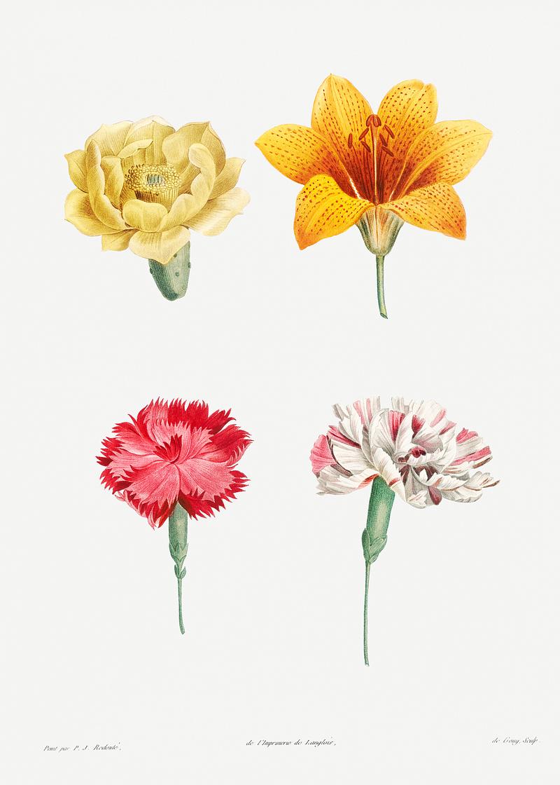 Blooming mixed flowers Flower set from La Botanique de J. J. Rousseau by Pierre-Joseph Redouté (1759–1840). Original from the Library…