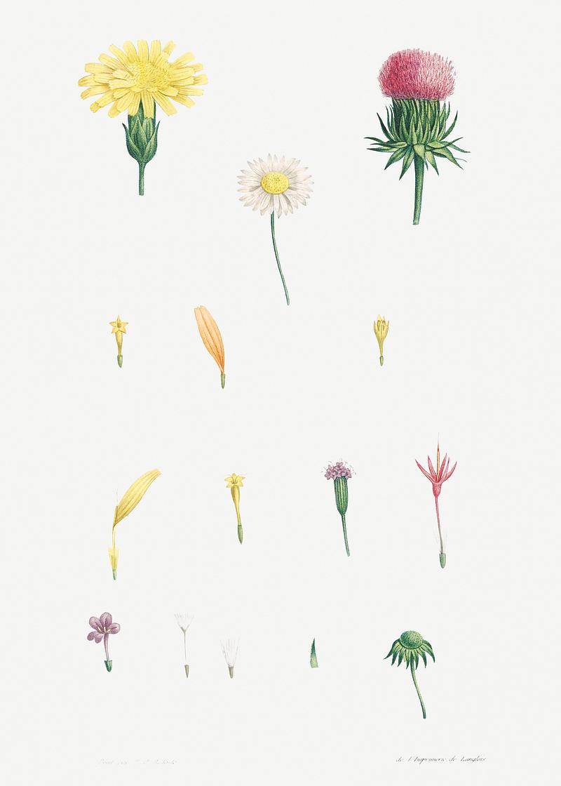 Blooming mixed flowers Flower set from La Botanique de J. J. Rousseau by Pierre-Joseph Redouté (1759–1840). Original from the Library…