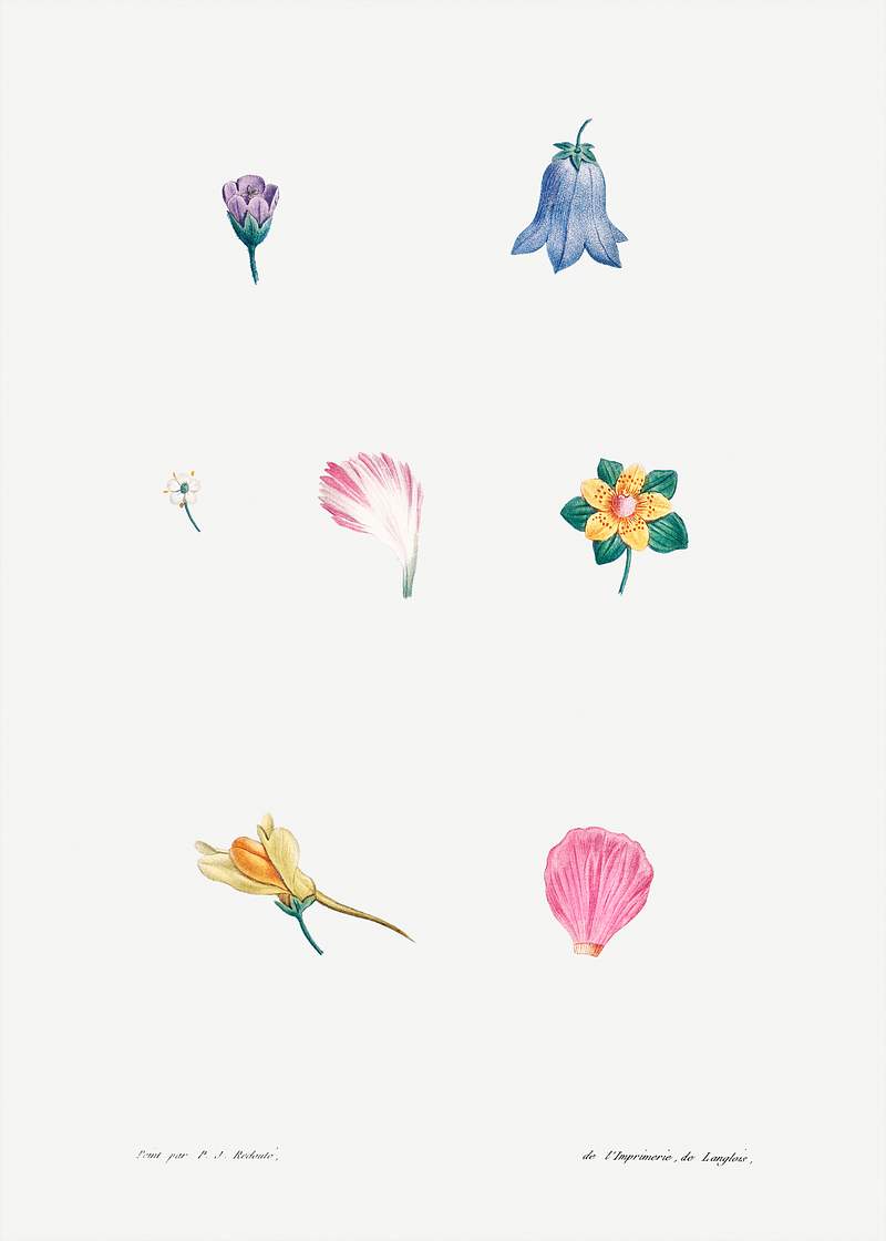 Flowers and petals Flower set from La Botanique de J. J. Rousseau by Pierre-Joseph Redouté (1759–1840). Original from the Library…