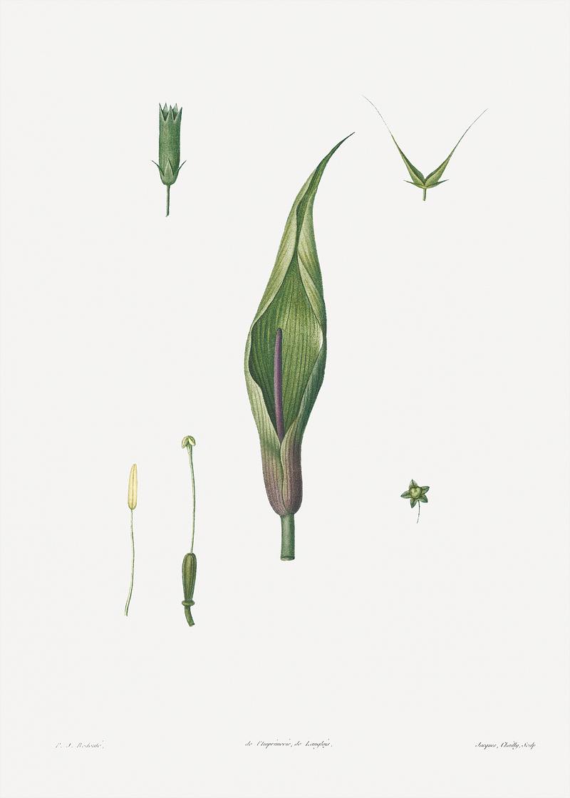 Dissected flower and plant Flowers set from La Botanique de J. J. Rousseau by Pierre-Joseph Redouté (1759–1840). Original from the Library…