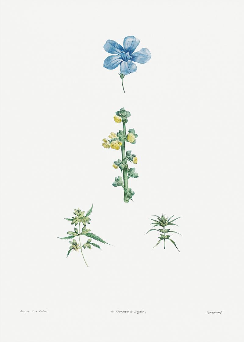 Mixed flowers Flowers set from La Botanique de J. J. Rousseau by Pierre-Joseph Redouté (1759–1840). Original from the Library…