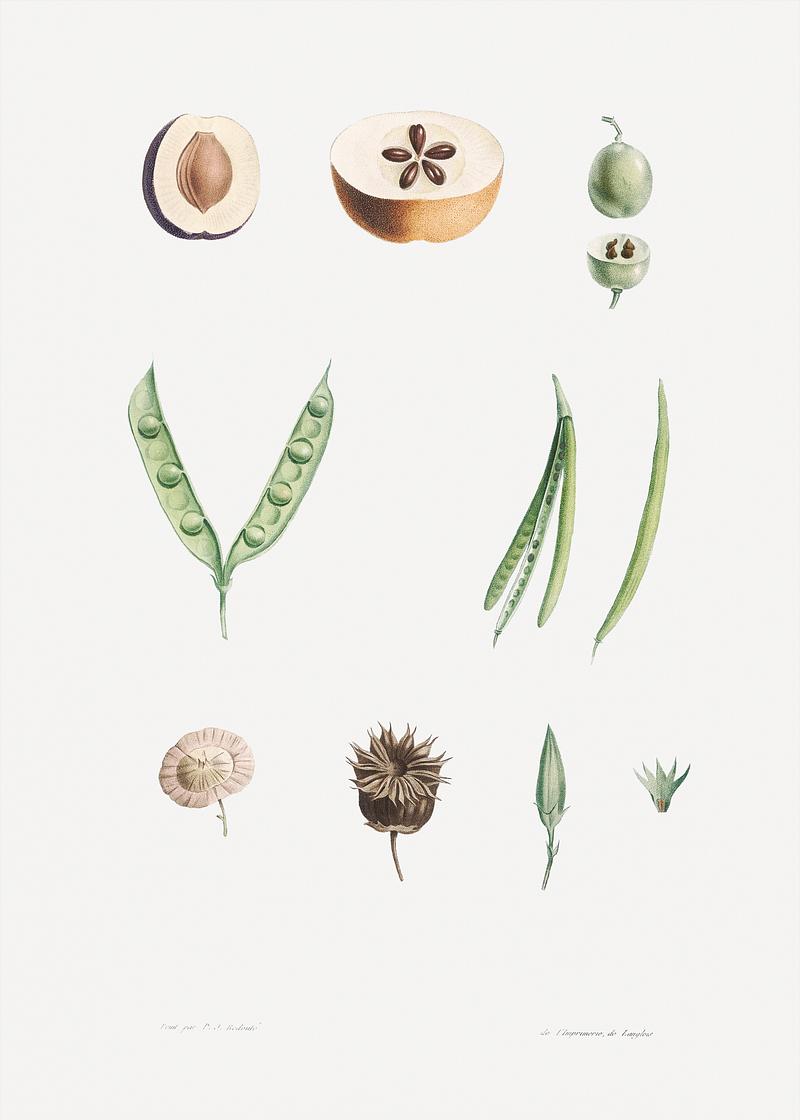 Dissected fruit and flowers Plants part from La Botanique de J. J. Rousseau by Pierre-Joseph Redouté (1759–1840). Original from the Library…
