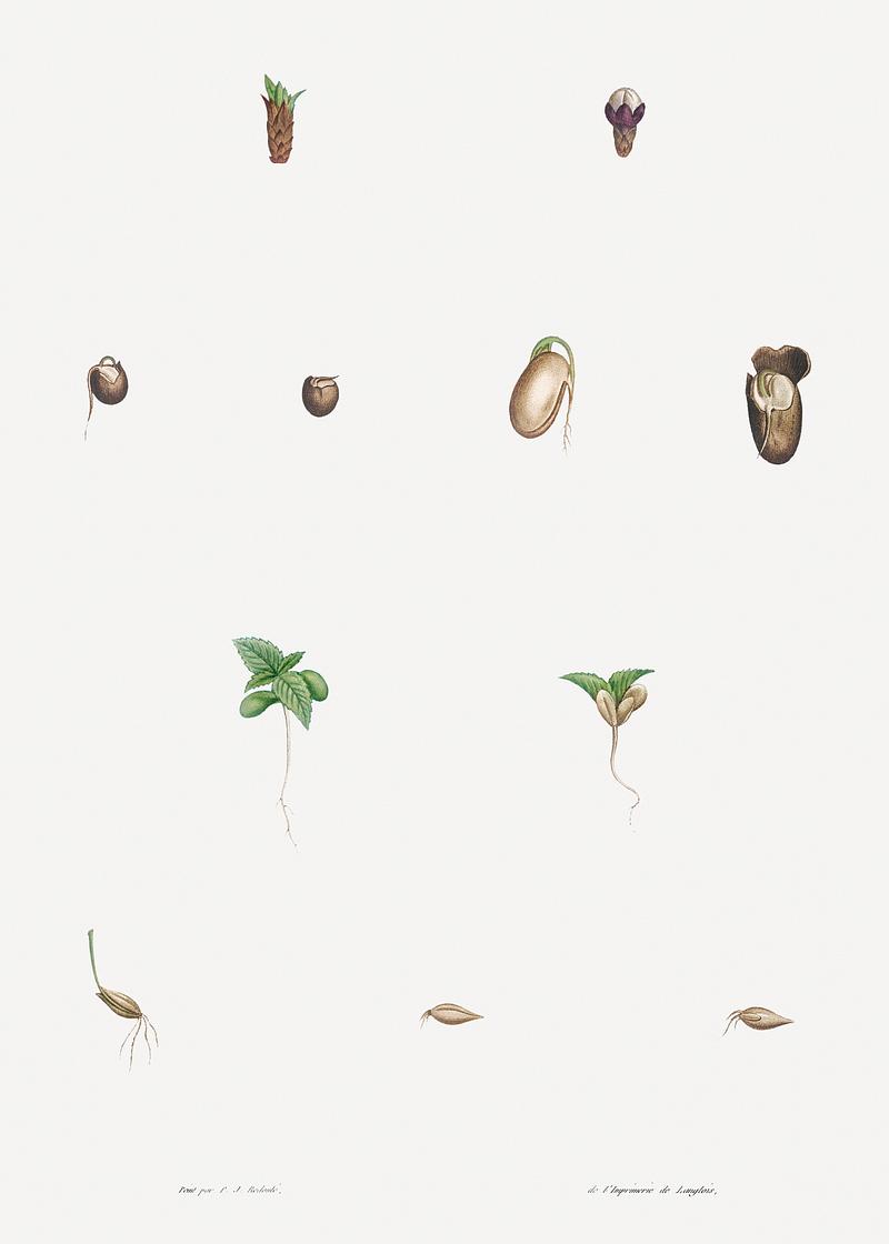 Dissected plants Seed growth from La Botanique de J. J. Rousseau by Pierre-Joseph Redouté (1759–1840). Original from the Library…