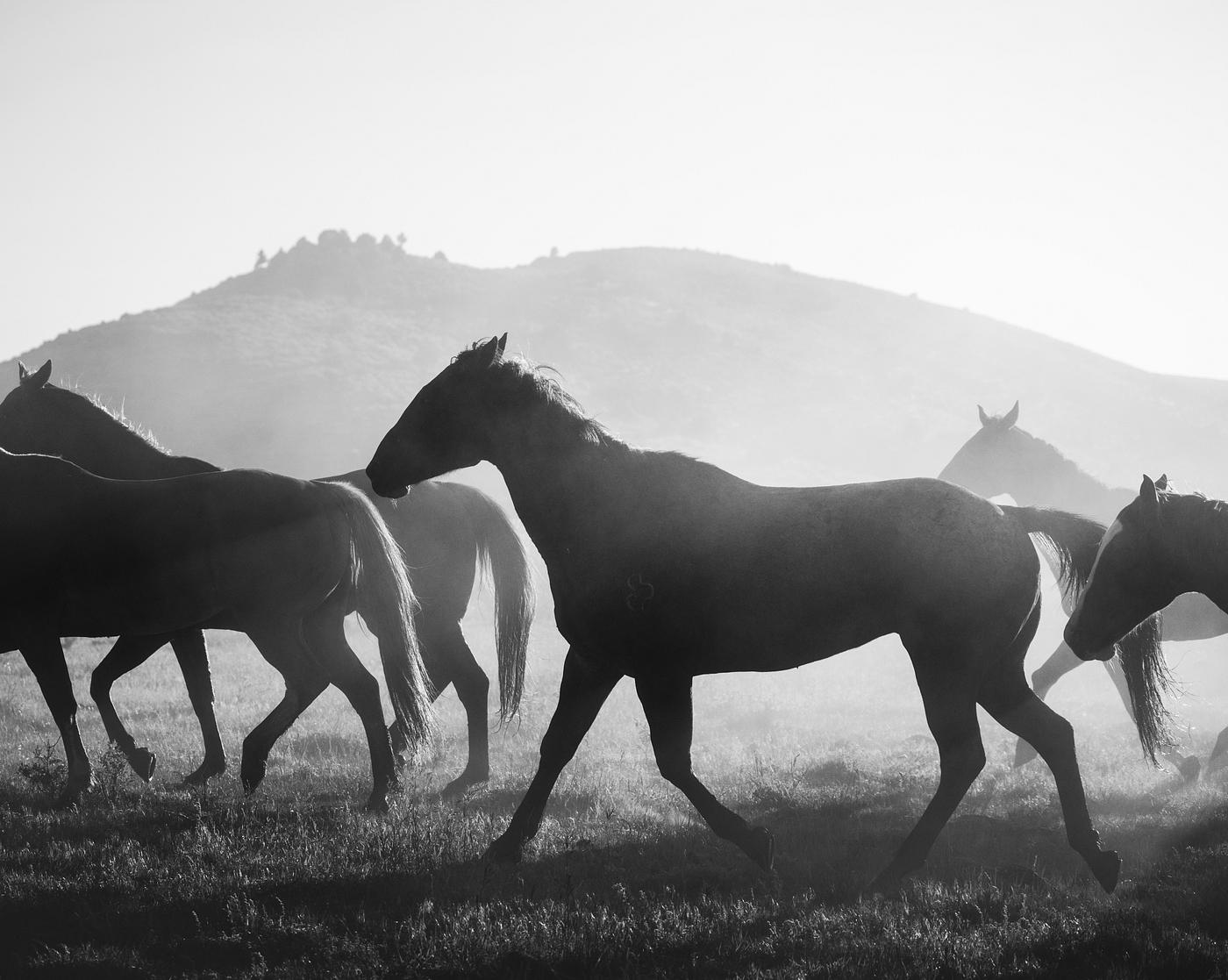 Horses head for the corral in the daily roundup of horses, Riverside, Wyoming. Original image from Carol M. Highsmith’... Horses head for the corral in the daily roundup of horses, Riverside, Wyoming. Original image from Carol M. Highsmith’...