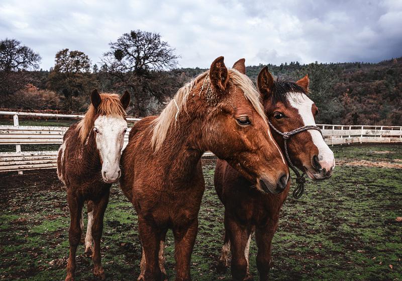 Horses in a field Yearlings on a ranch in Red River County near Detroit, Texas. Original image from Carol M. Highsmith’s America, Library…