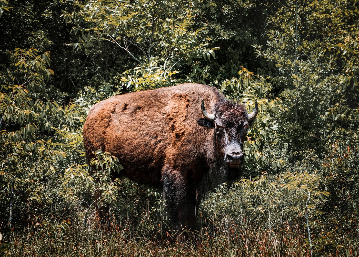American bison, or buffaloes, in Yellowstone National Park in the northwest corner of Wyoming. Original image from Carol M.... American bison, or buffaloes, in Yellowstone National Park in the northwest corner of Wyoming. Original image from Carol M....