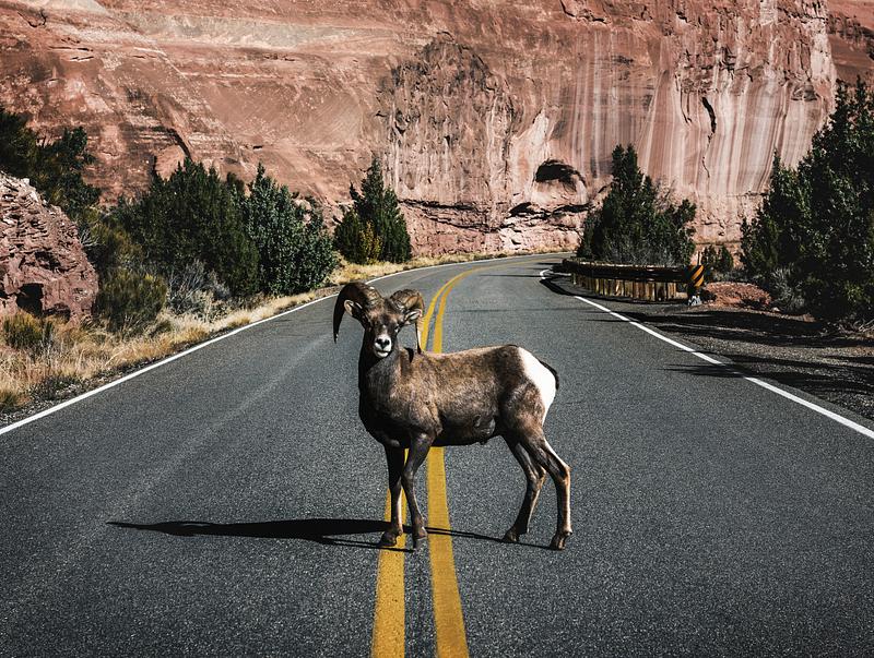 Bighorn sheep on the road A bighorn sheep in Colorado National Monument, a preserve of vast plateaus, canyons, and towering monoliths in Mesa County…