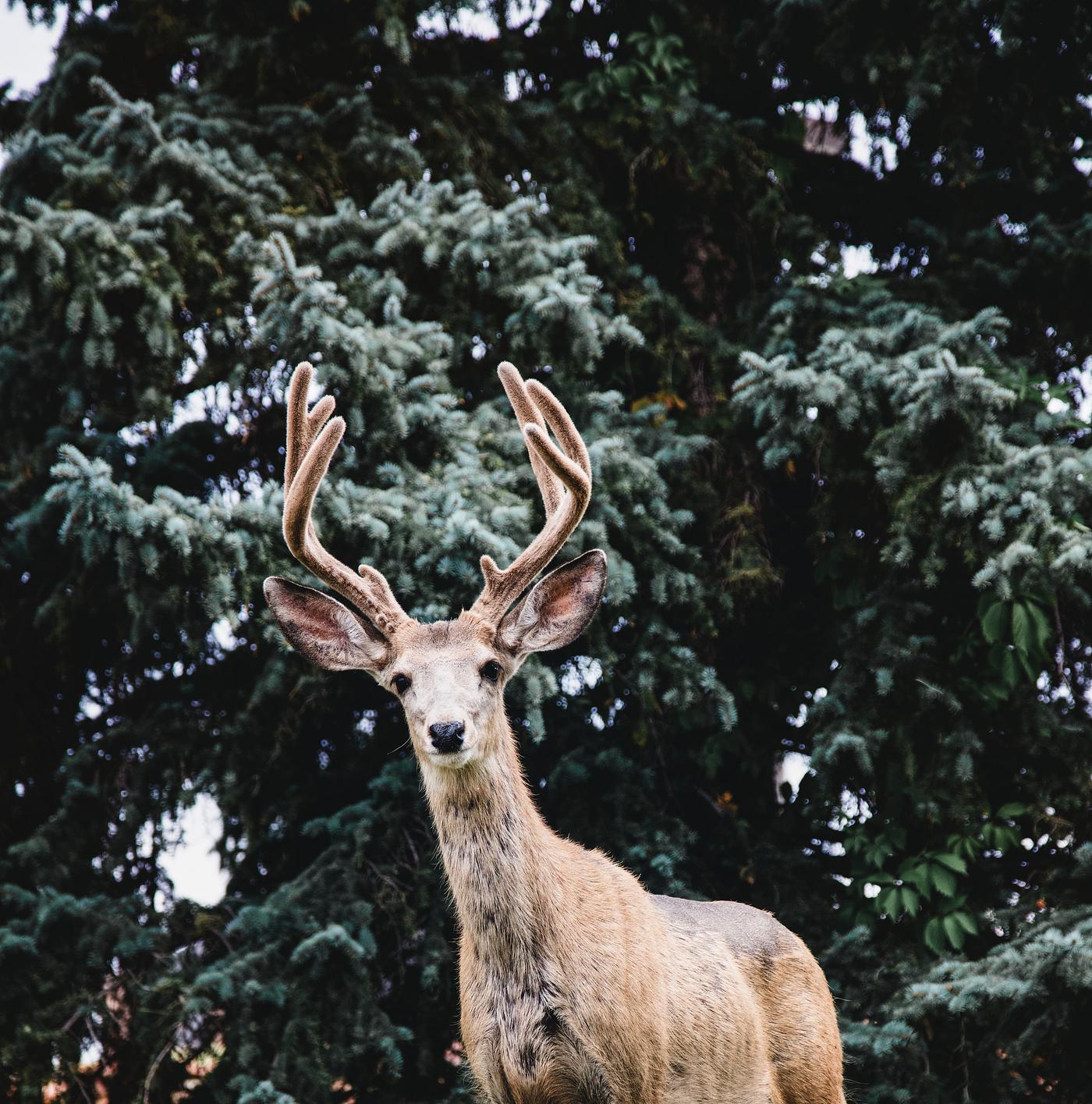 A very real, very live, very tame deer in a small park the heart of the Casper College campus in Casper, Wyoming. Original... A very real, very live, very tame deer in a small park the heart of the Casper College campus in Casper, Wyoming. Original...