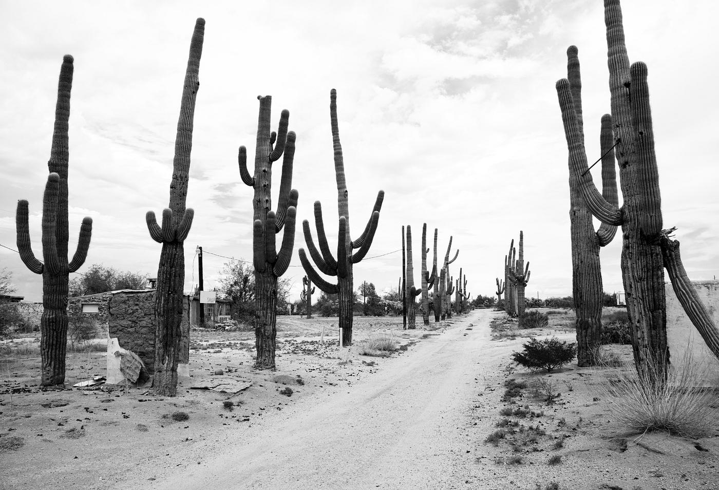 Rural Arizona near Florence, Arizona. Original image from Carol M. Highsmith’s America, Library of Congress collection... Rural Arizona near Florence, Arizona. Original image from Carol M. Highsmith’s America, Library of Congress collection...