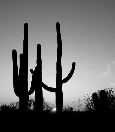 Saguaro Cactus near Tucson, Arizona. Original image from Carol M. Highsmith’s America, Library of Congress collection. Digitally enhanced by rawpixel. Saguaro Cactus near Tucson, Arizona. Original image from Carol M. Highsmith’s America, Library of Congress collection.…