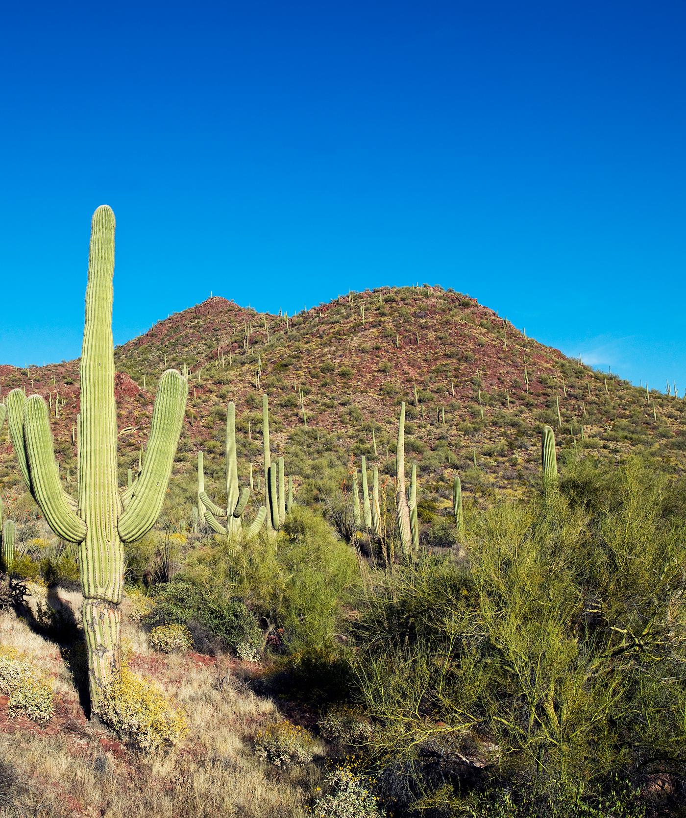Saguaro Cactus near Tucson, Arizona. Original image from Carol M. Highsmith’s America, Library of Congress collection... Saguaro Cactus near Tucson, Arizona. Original image from Carol M. Highsmith’s America, Library of Congress collection...