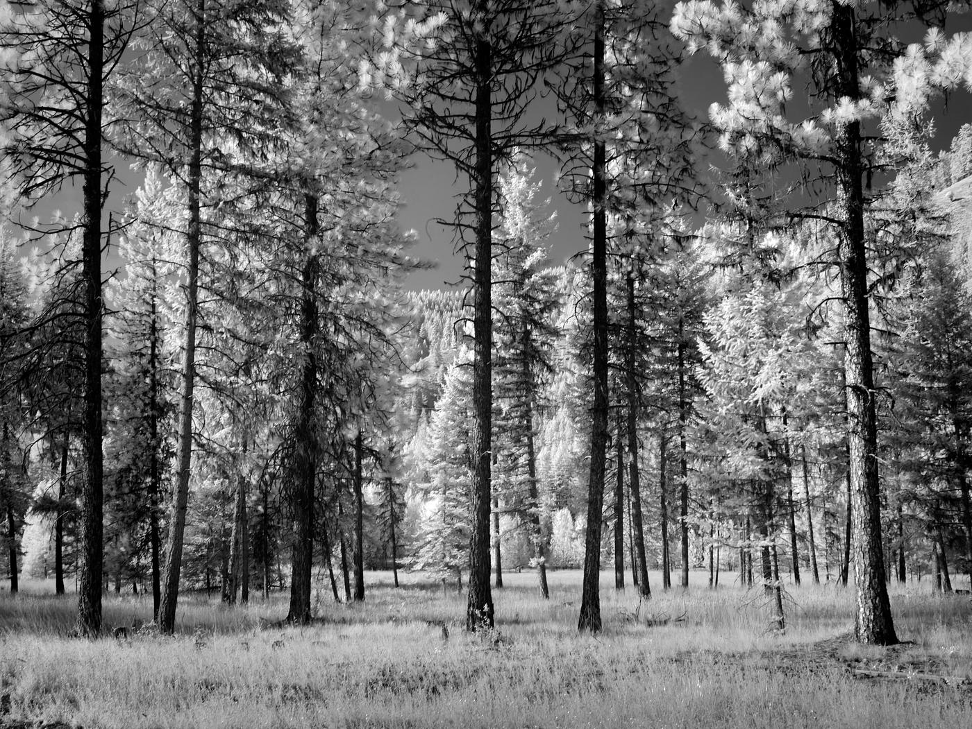 Infrared view of a forest of trees in Montana. Original image from Carol M. Highsmith's America, Library of Congress... Infrared view of a forest of trees in Montana. Original image from Carol M. Highsmith's America, Library of Congress...