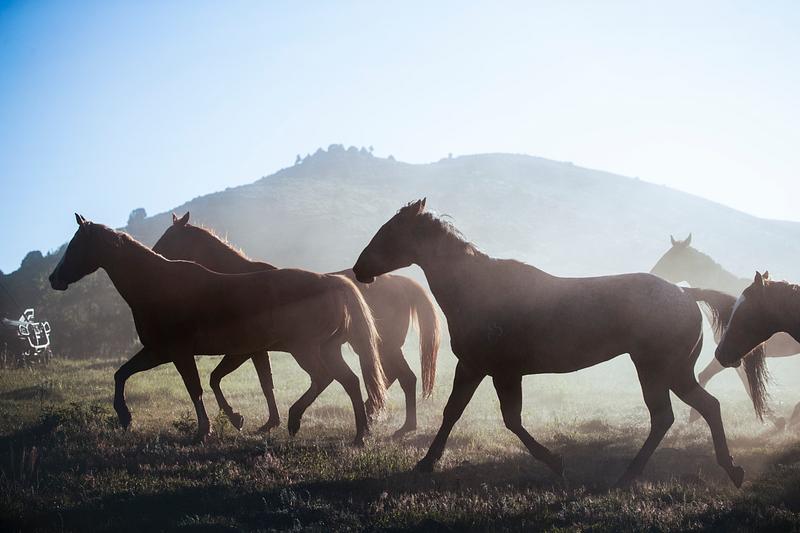 Horses in a field Horses head for the corral in the daily roundup of horses, Riverside, Wyoming. Original image from Carol M. Highsmith’s…