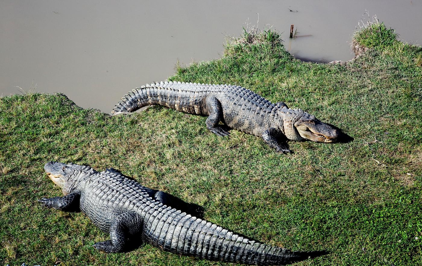 Alligator Alley has 20 acres of natural cypress swamp land, where alligators roam freely in a protected environment.... Alligator Alley has 20 acres of natural cypress swamp land, where alligators roam freely in a protected environment....