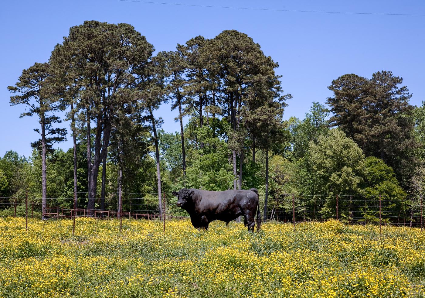 A bull in rural Alabama in the spring. Original image from Carol M. Highsmith’s America, Library of Congress... A bull in rural Alabama in the spring. Original image from Carol M. Highsmith’s America, Library of Congress...