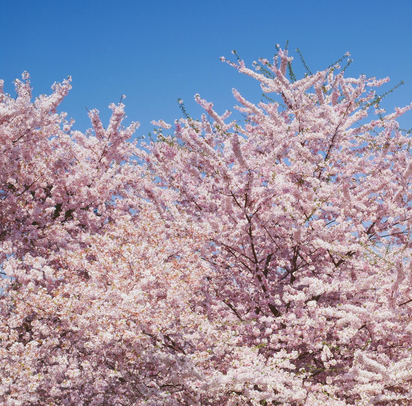 Cherry blossoms in front of the Washington Monument in Washington, D.C. Original image from Carol M. Highsmithâ€™s...