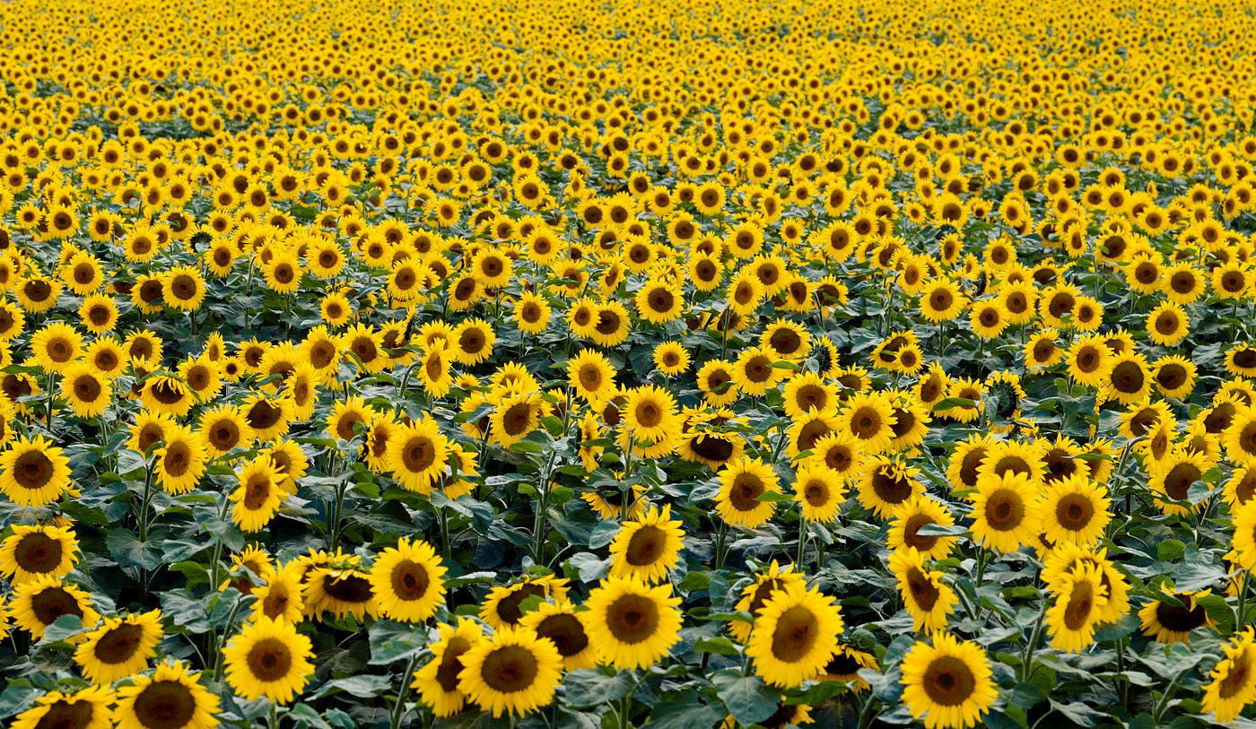 Sunflowers in a Wisconsin field. Original image from Carol M. Highsmith’s America, Library of Congress collection.... Sunflowers in a Wisconsin field. Original image from Carol M. Highsmith’s America, Library of Congress collection....
