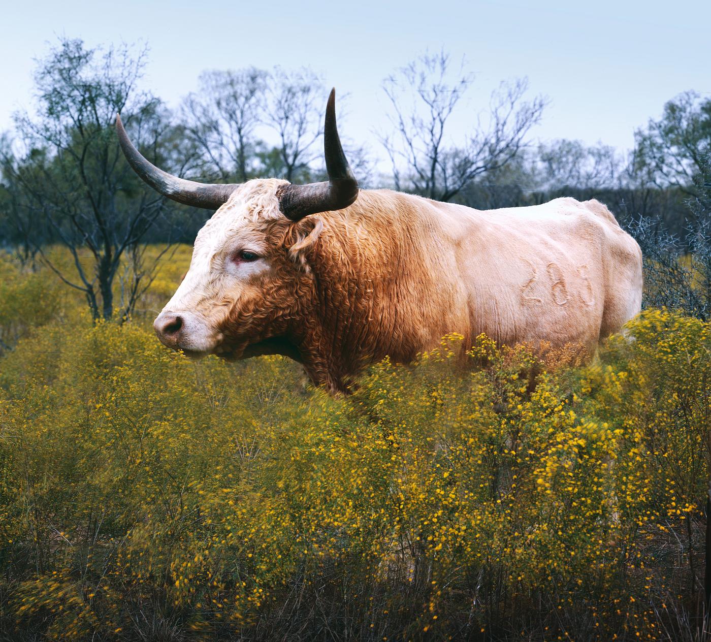 The State of Texas raises longhorn cattle at Abilene State Historical Park on the site of old Fort Griffin. Original image... The State of Texas raises longhorn cattle at Abilene State Historical Park on the site of old Fort Griffin. Original image...