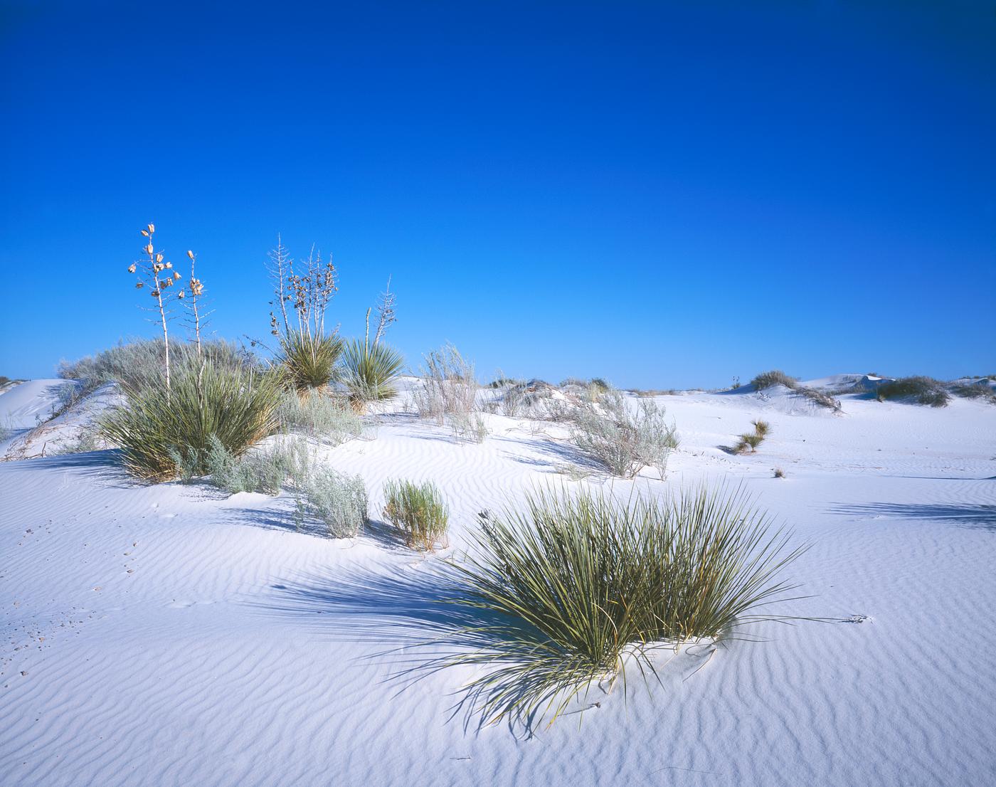 Drifting in the Nebraska Sandhills. Original image from Carol M. Highsmith’s America, Library of Congress collection.... Drifting in the Nebraska Sandhills. Original image from Carol M. Highsmith’s America, Library of Congress collection....