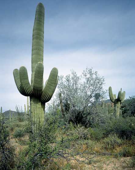 Saguaro Sentinel. Original image from Carol M. Highsmith’s America, Library of Congress collection. Digitally enhanced by rawpixel. Saguaro Sentinel. Original image from Carol M. Highsmith’s America, Library of Congress collection. Digitally enhanced…