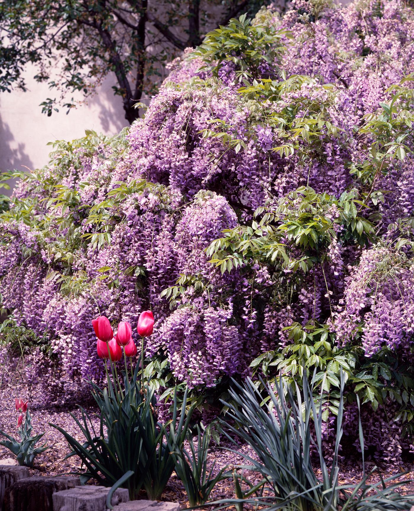 Spring Wisteria. Original image from Carol M. Highsmith’s America, Library of Congress collection. Digitally enhanced... Spring Wisteria. Original image from Carol M. Highsmith’s America, Library of Congress collection. Digitally enhanced...