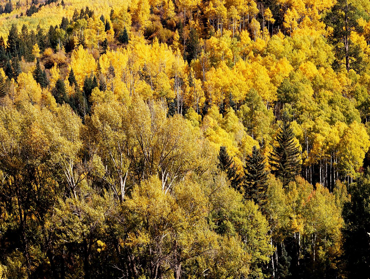 Colorado Aspens. Original image from Carol M. Highsmith’s America, Library of Congress collection. Digitally enhanced... Colorado Aspens. Original image from Carol M. Highsmith’s America, Library of Congress collection. Digitally enhanced...