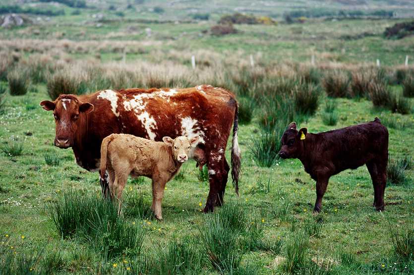 Cow and her calves. Original image from Carol M. Highsmith’s America, Library of Congress collection. Digitally enhanced by rawpixel. Cow and her calves. Original image from Carol M. Highsmith’s America, Library of Congress collection. Digitally…