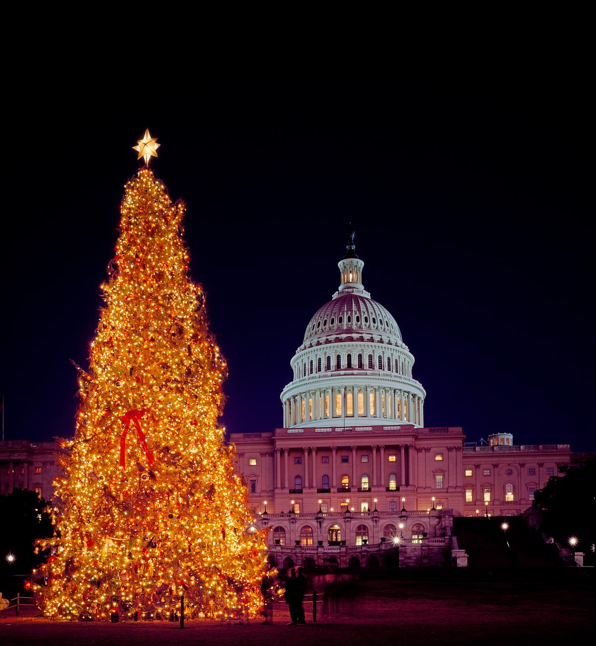 Library Of Congress Christmas Tree 2021 Christmas Tree In Capitol Hill Free Photo Rawpixel Library Of Congress Christmas Tree 2021 Christmas Tree In Capitol Hill Free Photo Rawpixel