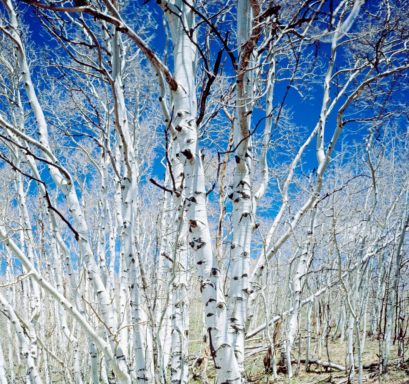 Birch trees in Utah high country. Original image from Carol M. Highsmith’s America, Library of Congress collection.... Birch trees in Utah high country. Original image from Carol M. Highsmith’s America, Library of Congress collection....