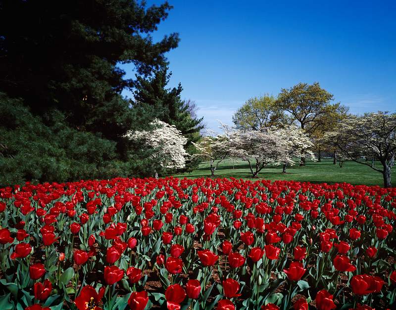Spring tulips and dogwoods on the George… | Free public domain photo Spring tulips and dogwoods on the George Washington Memorial Parkway. Original image from Carol M. Highsmith’s America…
