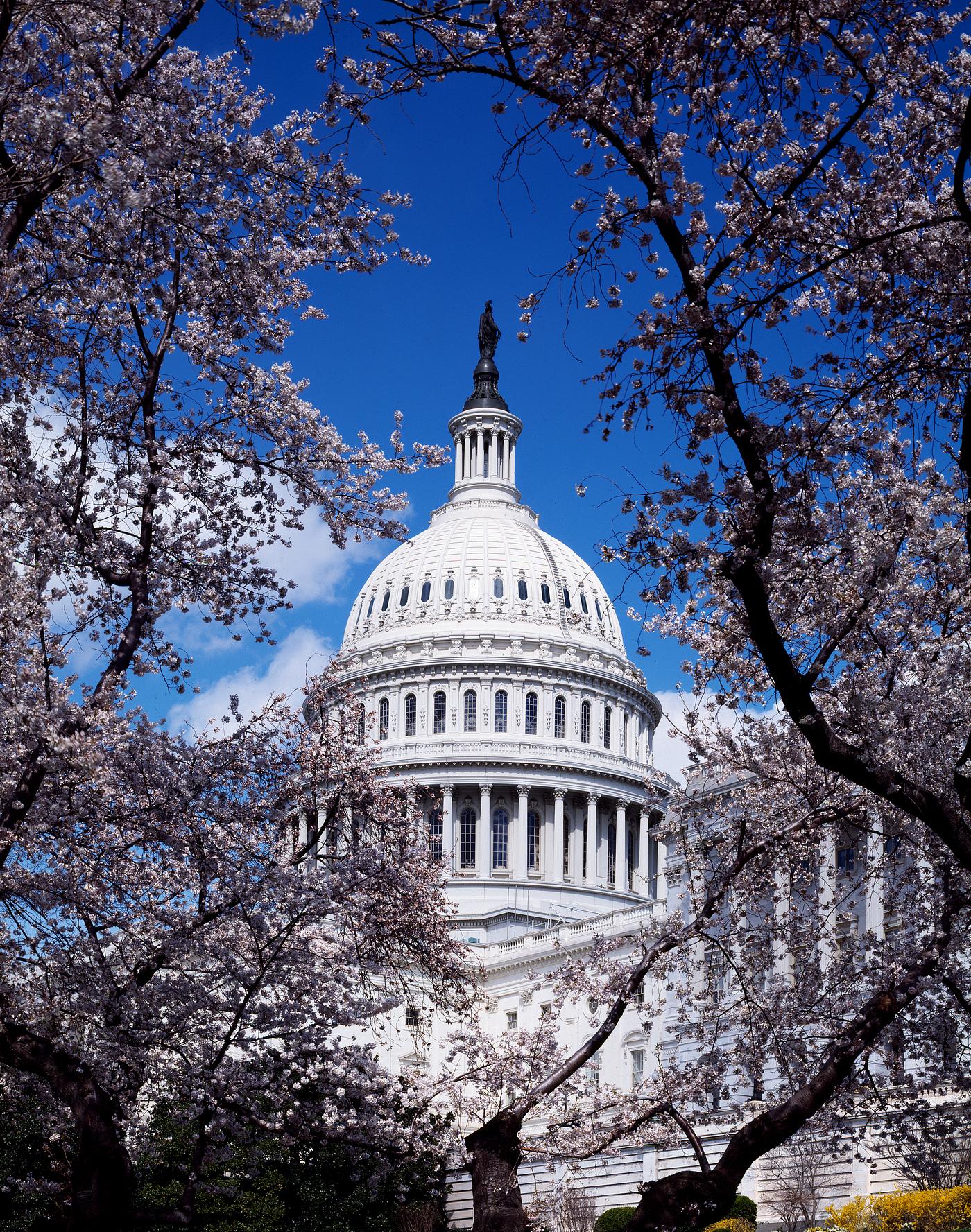Capitol Hill during the cherry blossom season. Original image from Carol M. Highsmith’s America, Library of Congress... Capitol Hill during the cherry blossom season. Original image from Carol M. Highsmith’s America, Library of Congress...